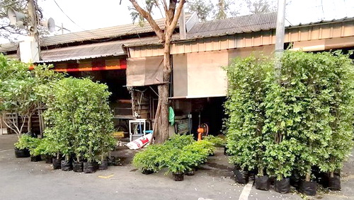 ร้านประณี พันธุ์ไม้