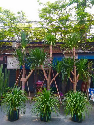 ร้านพิชาดา พันธุ์ไม้ 